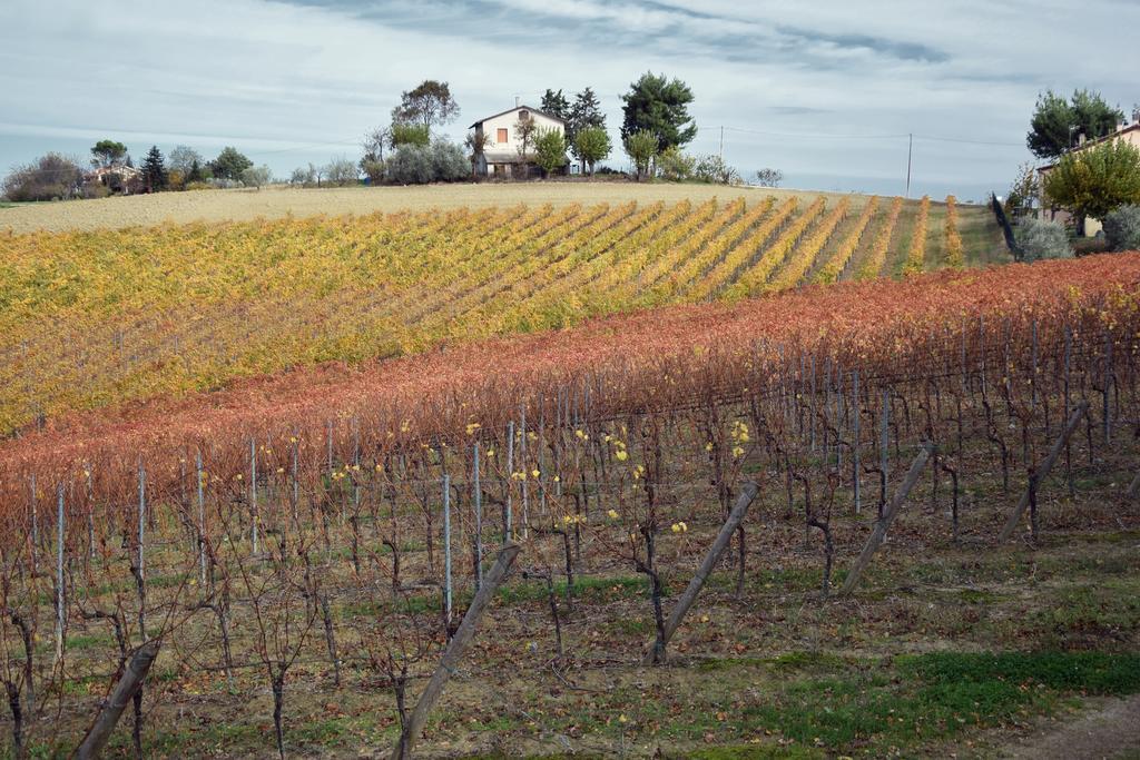 Agriturismo Al Rifugio Divino Belvedere Ostrense エクステリア 写真