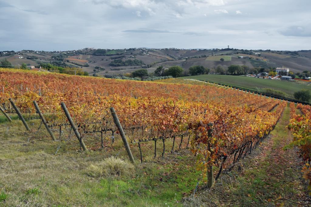 Agriturismo Al Rifugio Divino Belvedere Ostrense エクステリア 写真